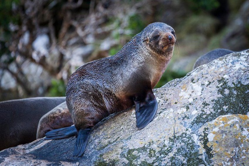 Spot New Zealand wildlife including seals 2