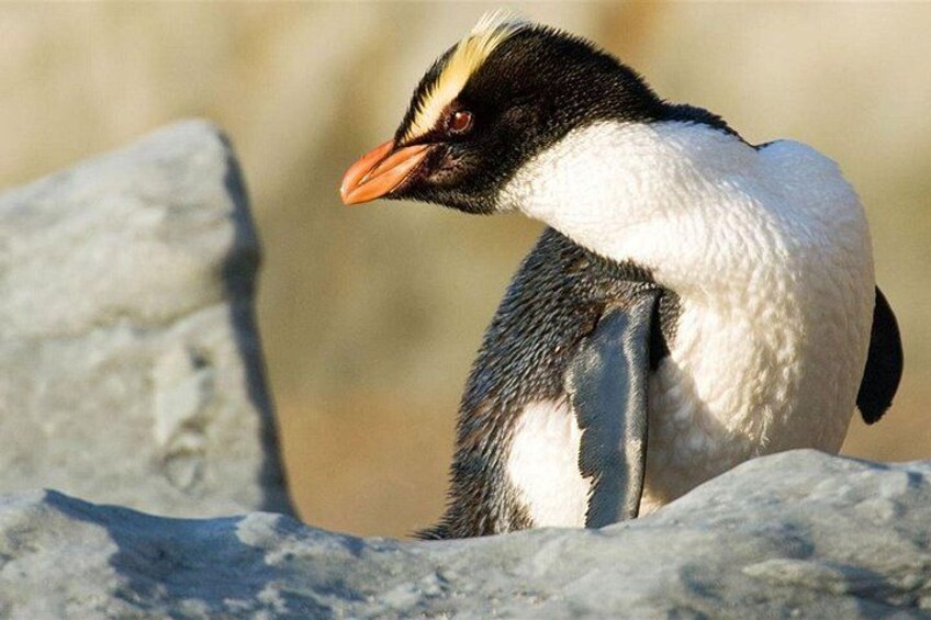 Potentially even dolphins and penguins - such as the Fiordland Crested Penguin. 5