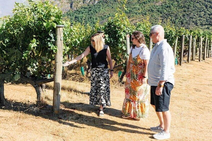 Stunning vineyard scenery en-route. 2