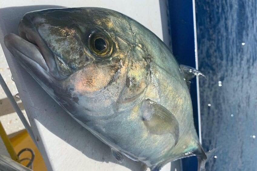 The freshest fish you will ever eat 3