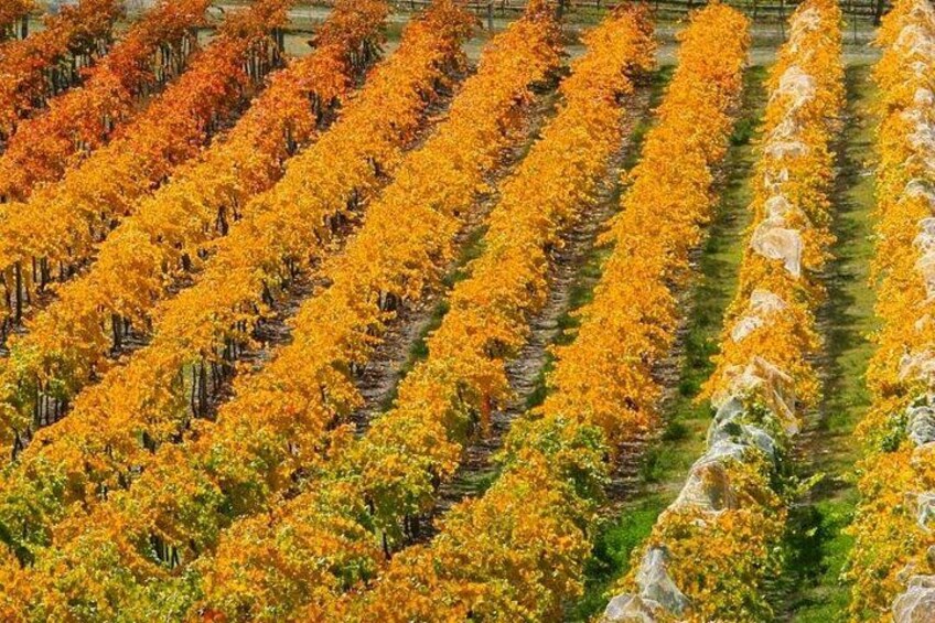 Wanaka Wine Tours - Boutique Tour 3