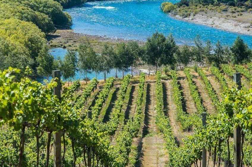 Viñedo con hileras de vides y un río al fondo. 3