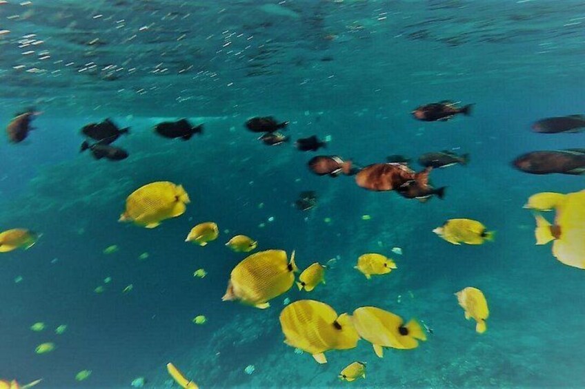 Abundant Sea life in Molokini Crater 1