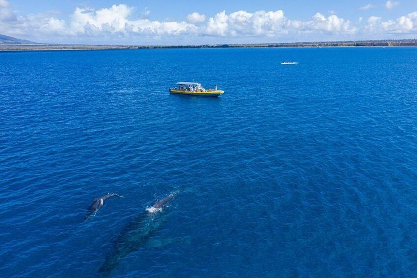 Reef Explorer admiring whales in the Hawaiian Islands Humpback Whale Sanctuary 3