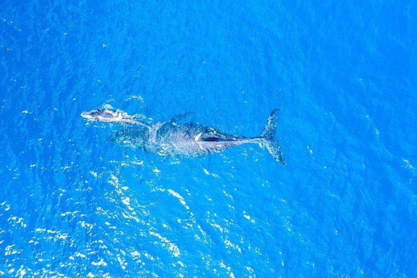 Mother & Calf 2