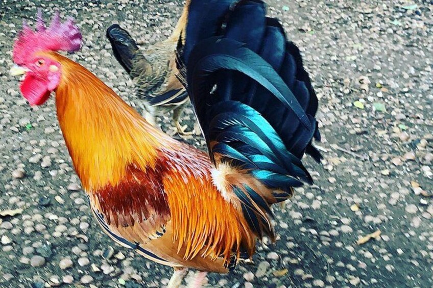 Hawaiian Wildlife 5