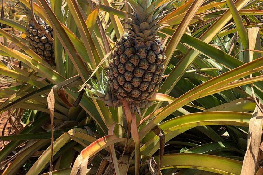 Dole Pineapple in Hawaii 3