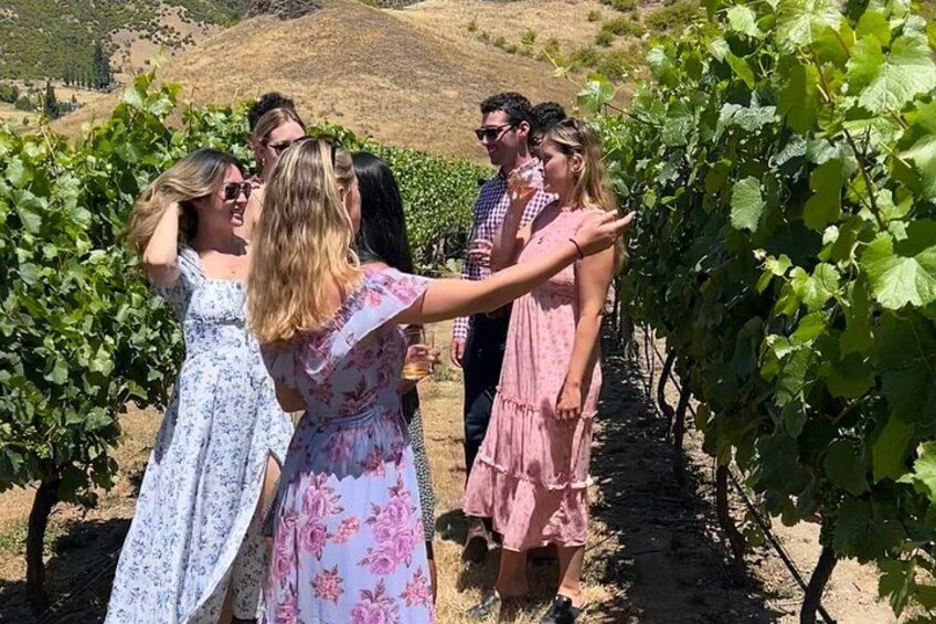 A group of people in a vineyard with rows of grapevines. 2