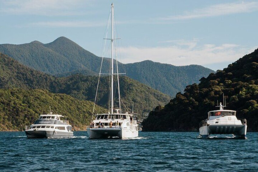 Seafood Odyssea Marlborough Sounds Cruise from Picton