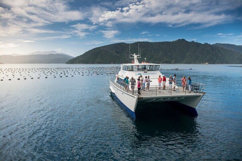 Seafood Odyssea Cruise in Marlborough Sounds