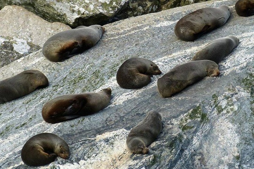 Des phoques se reposent sur une surface rocheuse. 5