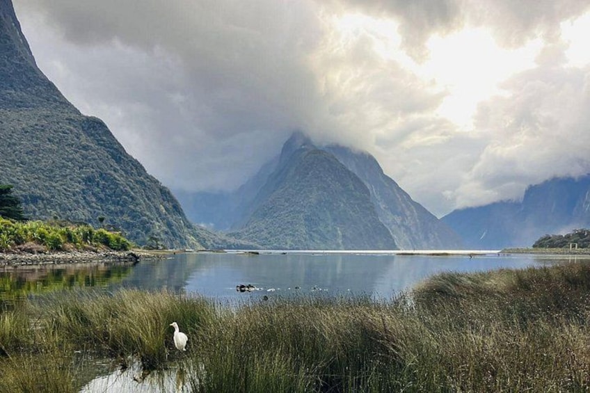 Premium Milford Sound Small Group Tour & Cruise from Queenstown 3