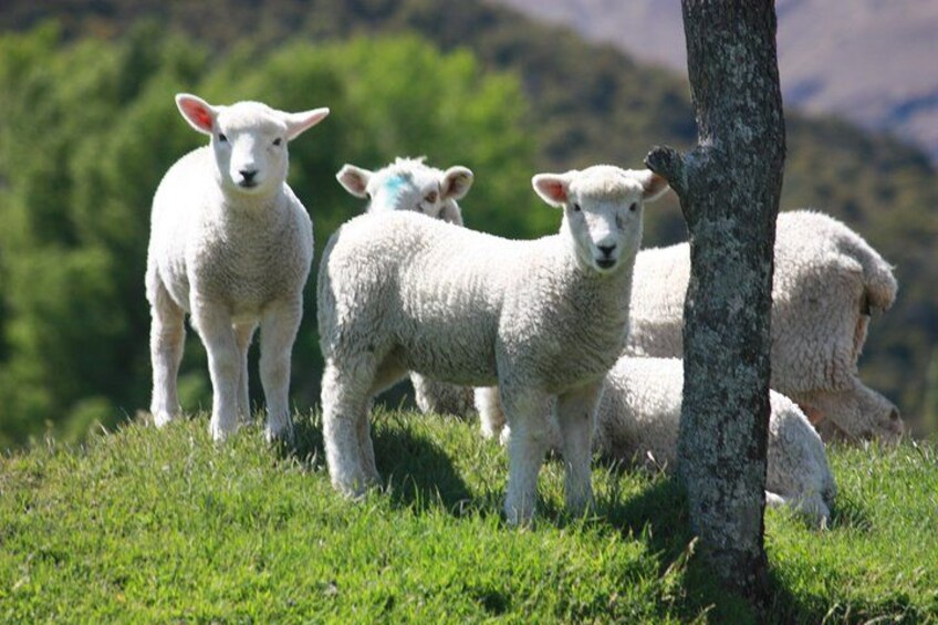 Eine Gruppe weißer Schafe weidet auf einer grasbewachsenen Hügelkuppe, im Vordergrund steht ein Baum. 2