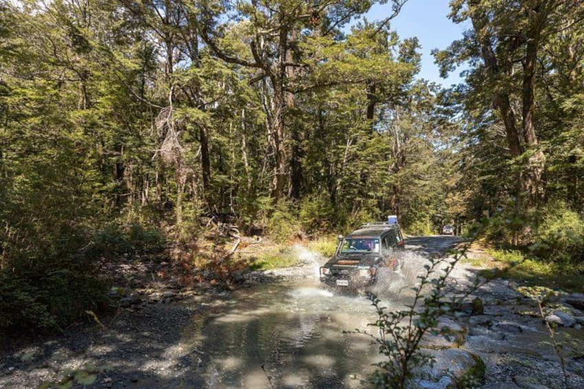 Glenorchy Movie Locations Tour The Lord of the Rings Beech Forest 3