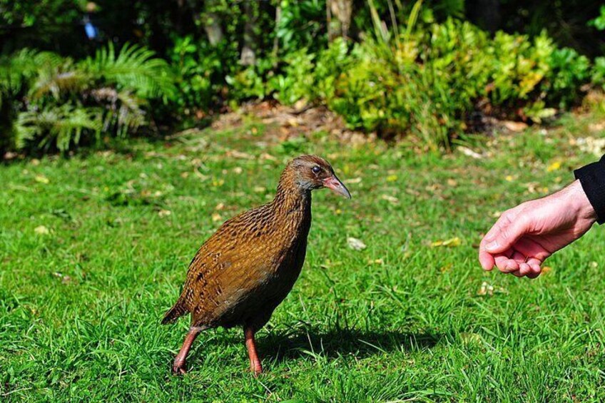 A bird on grass with a hand nearby. 2