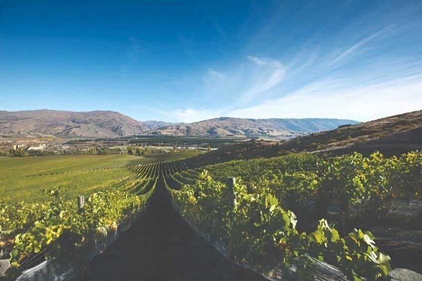 Gourmet Food & Wine Tour Queenstown: 4 wineries & 5 dish lunch 3