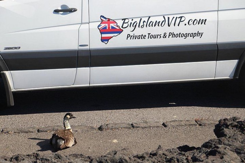 A white vehicle with a logo and text for BigislandVIP.com, Private Tours & Photography. 5