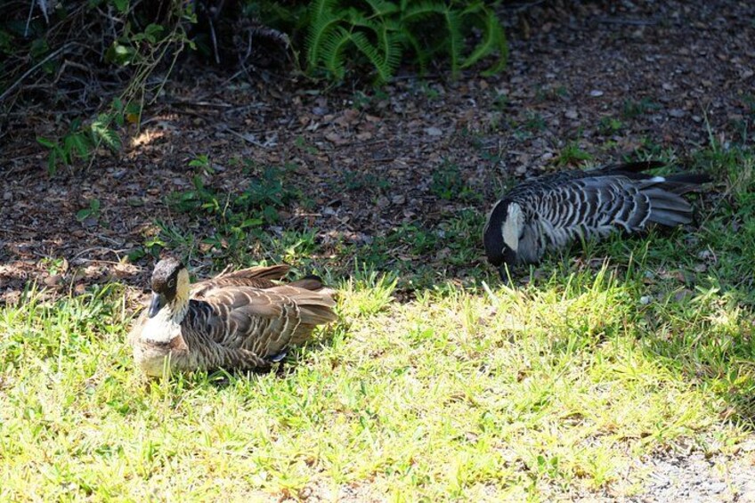 Two birds on a grassy area with some greenery in the background. 3
