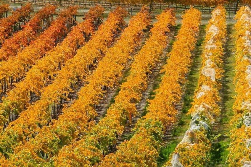 Beautiful Autumn colours in the vines 3