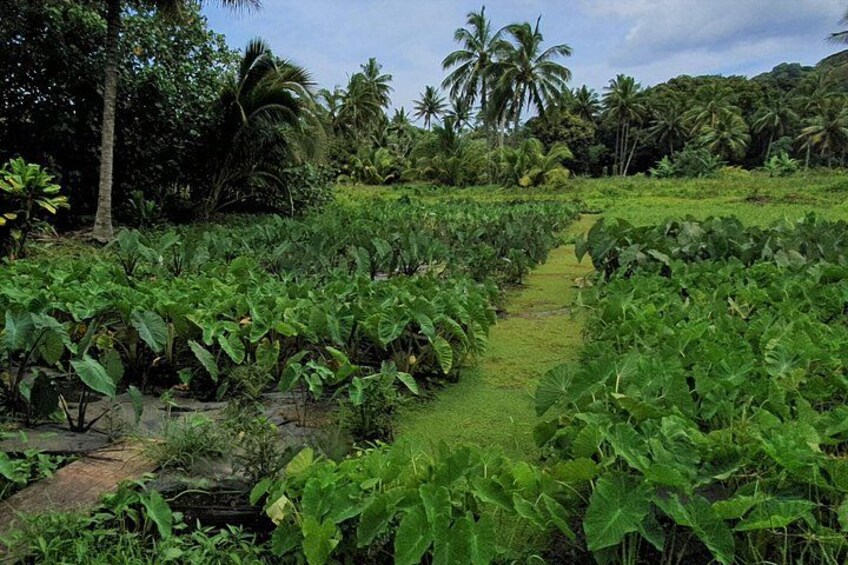 Taro patches 5