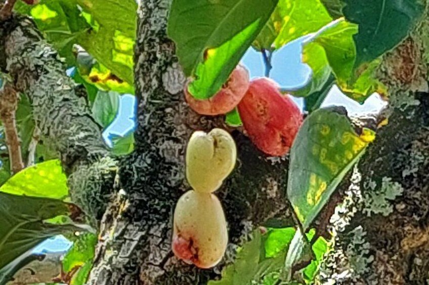 Malay Apple / Ka'ika (Maori) 2