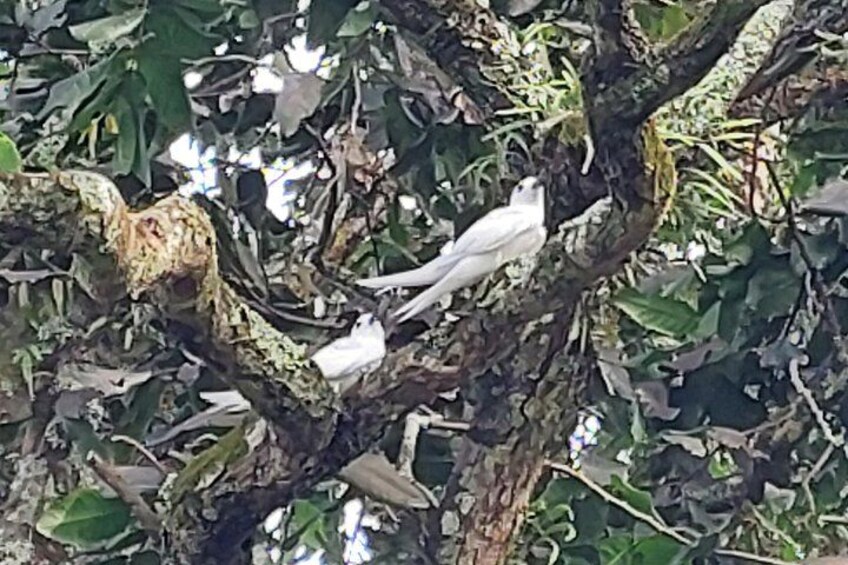 White terns / Kakaia 3
