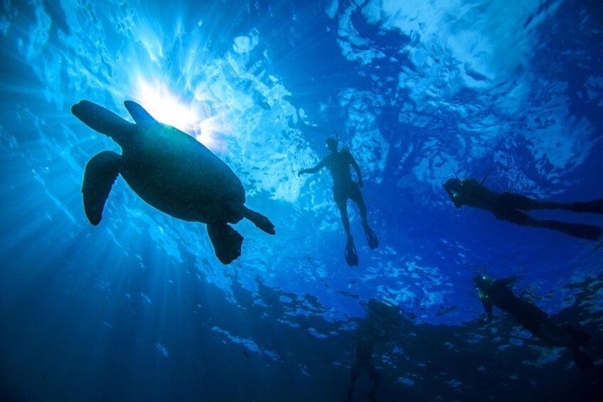 Snorkeling With Turtles 2