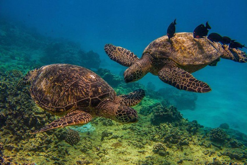 Turtle Cleaning Station 2