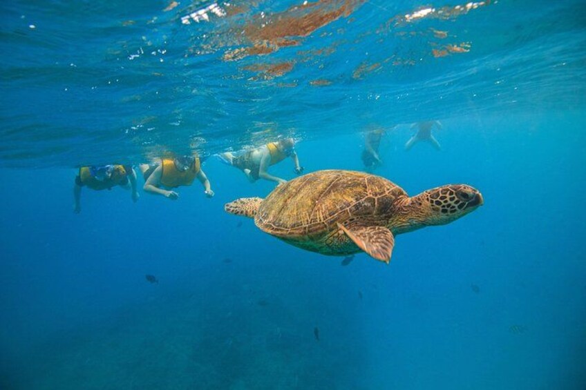 Waikiki Turtle Canyon Guided Snorkel: Turtle Guarantee 2