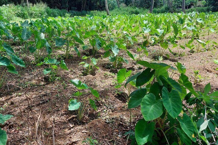 Taro patch 2