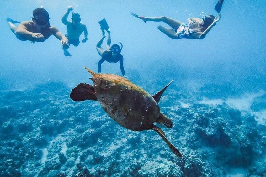 Oahu Small Group Snorkel Tour with Yacht Cruise 1