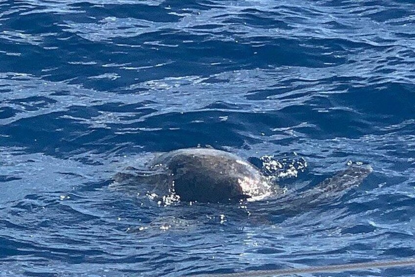 Oahu Small Group Snorkel Tour with Yacht Cruise 2