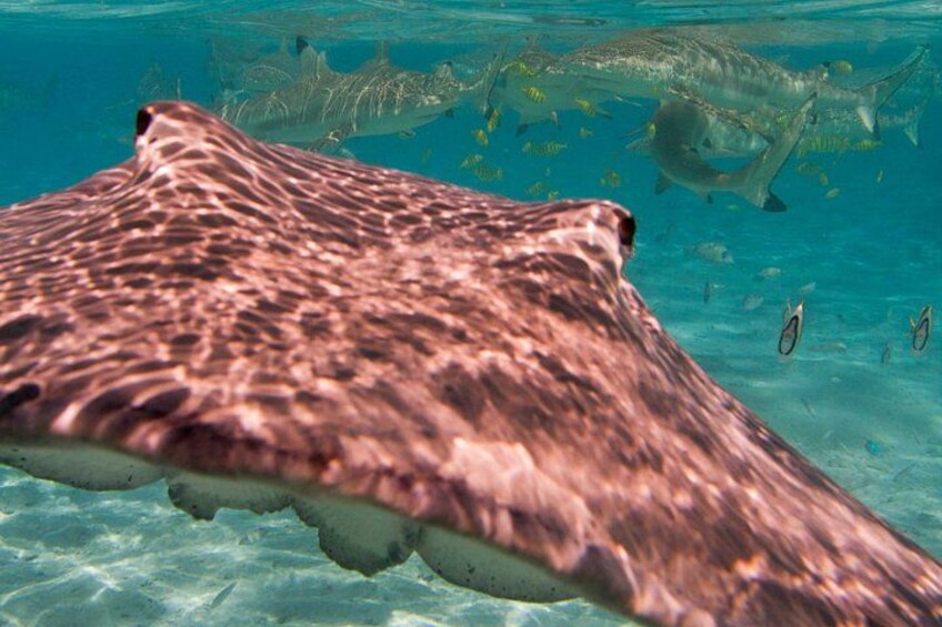 Full-Day Bora Bora Lagoon Cruise Including Snorkeling with Sharks and Stingrays 4