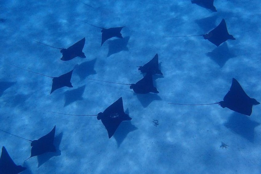 Half day Snorkeling Shared Boat Tour in Bora Bora 2