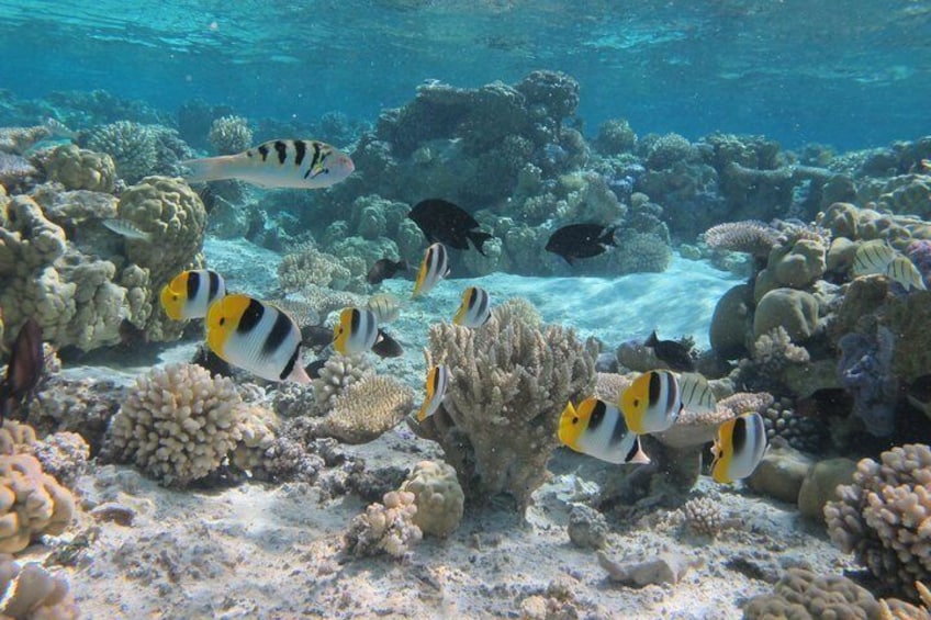 Coral garden 1