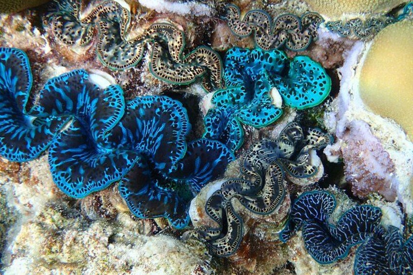 Half day Snorkeling Shared Boat Tour in Bora Bora 2