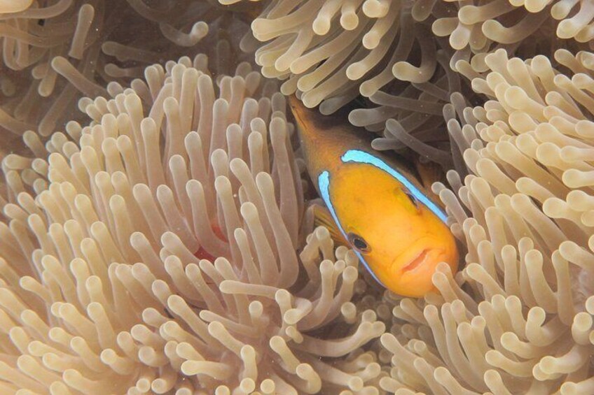 Half day Snorkeling Shared Boat Tour in Bora Bora 2