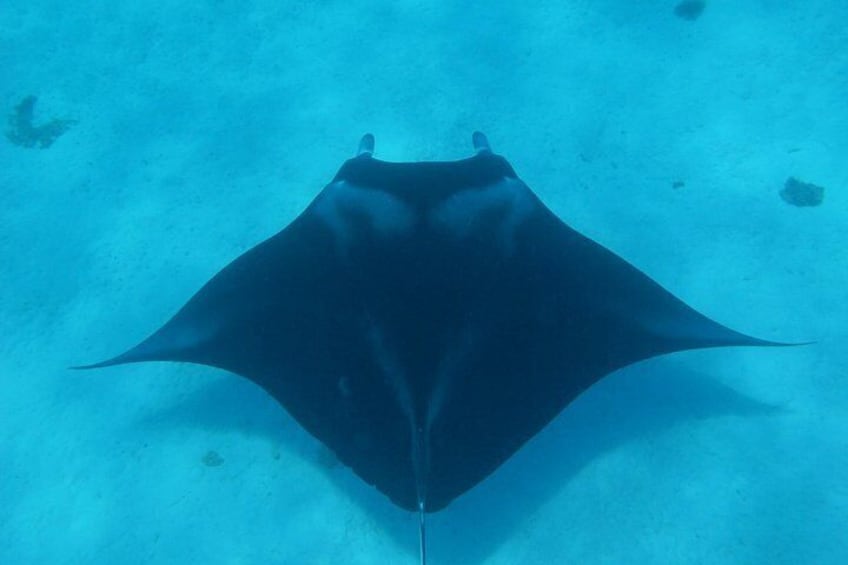 Half day Snorkeling Shared Boat Tour in Bora Bora 3