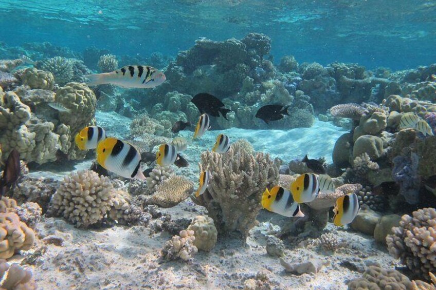 Ein Korallenriff mit verschiedenen Fischarten, darunter Fische mit gelb-schwarzen Streifen, und einer großen Korallenformation. 3