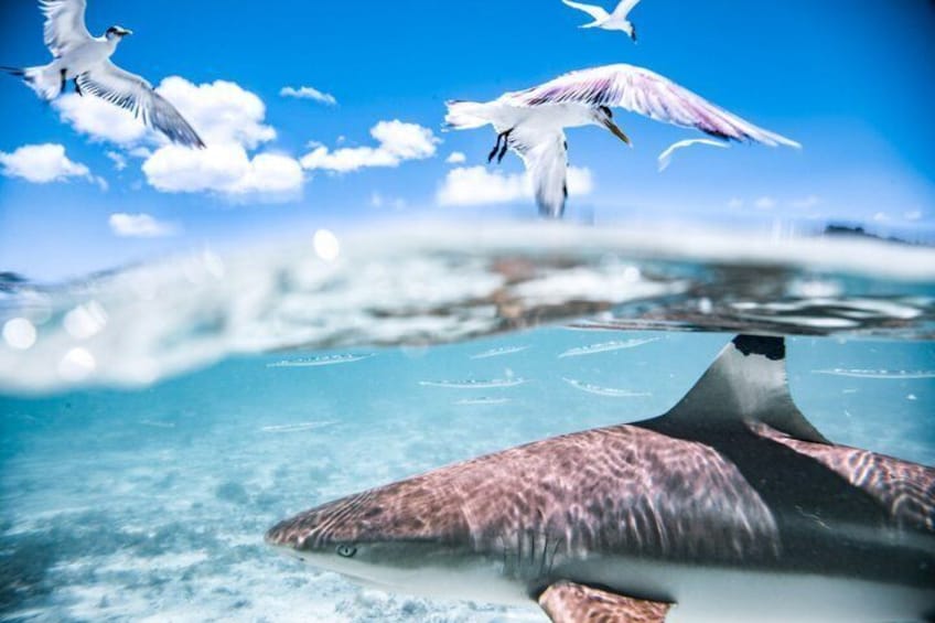 Bora Bora Combo Tour: Lagoon Cruise and 4WD Tour Including Snorkeling 4