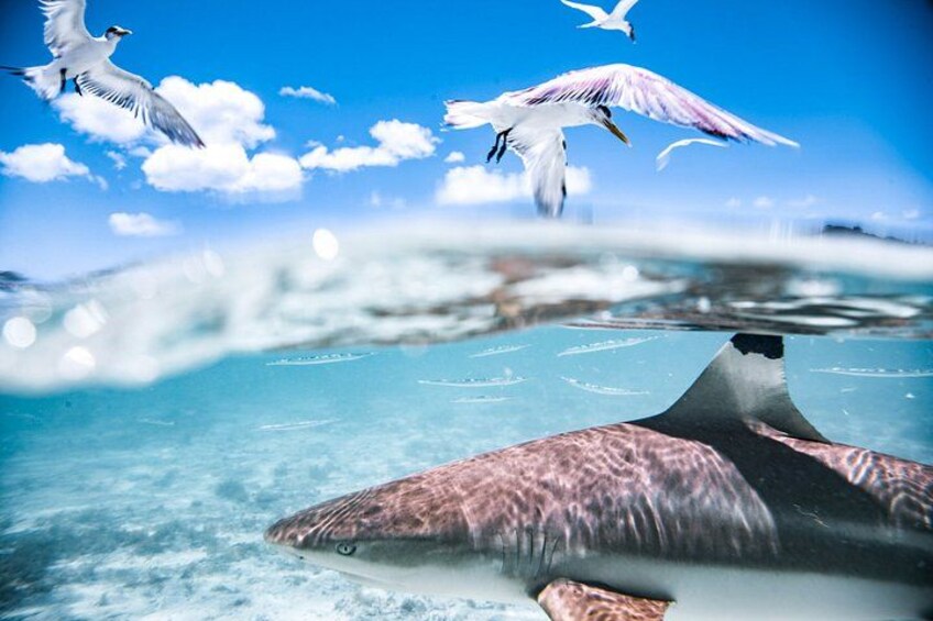 Bora Bora Combo Tour: Lagoon Cruise and 4WD Tour Including Snorkeling 4