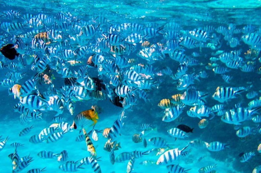 A school of striped fish swimming in clear blue water. 5