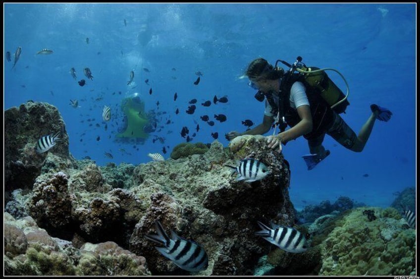 discover the pearl of the pacific 1