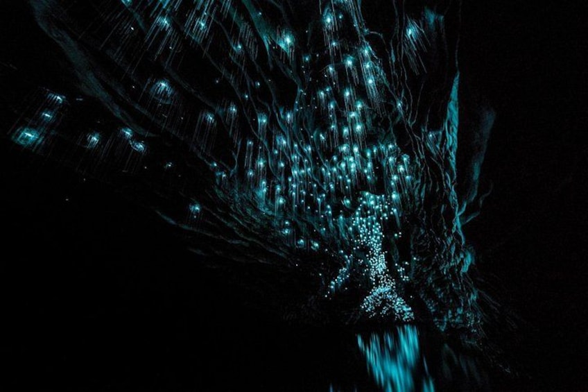 Waitomo Glowworm Caves 1