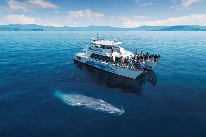 Auckland Dolphin and Whale Watching Eco-Safari Cruise 1
