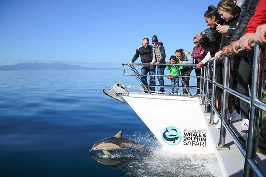 Auckland Whale and Dolphin Safari 2