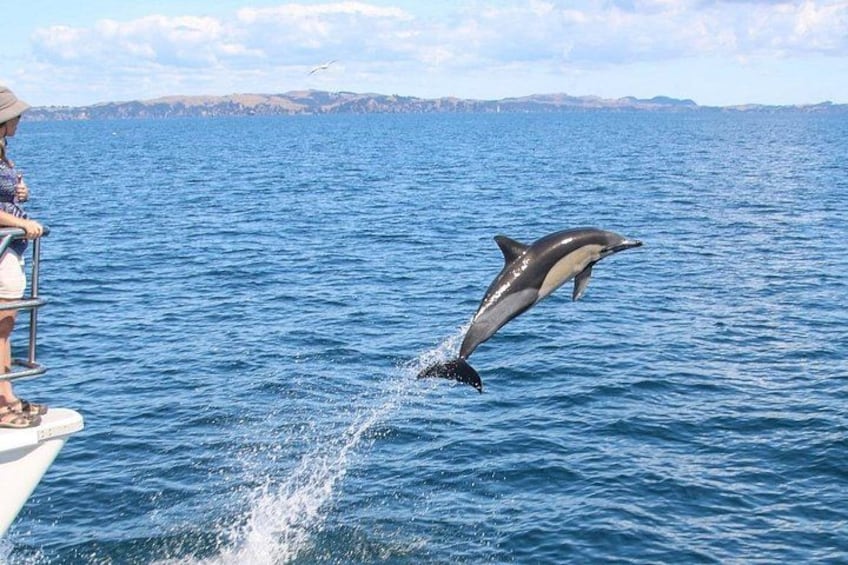Dolphins 2