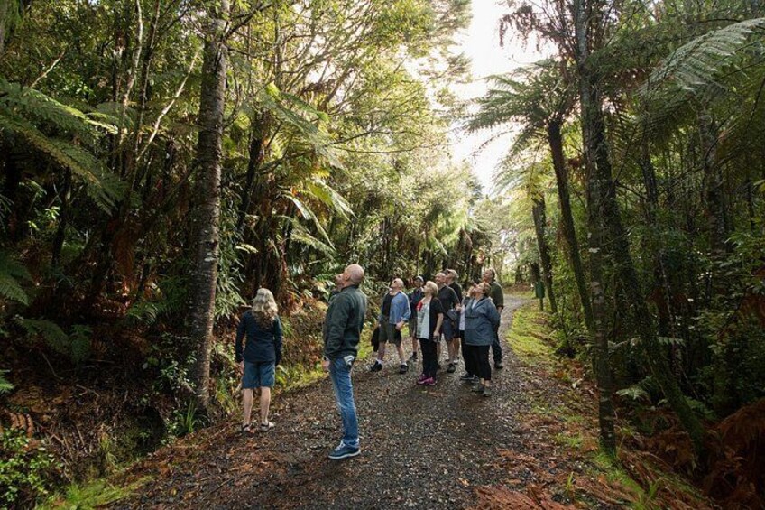 An easy rainforest walk 2