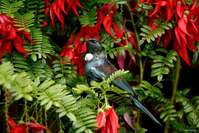 Afternoon Piha Beach and Rainforest Tour from Auckland 2