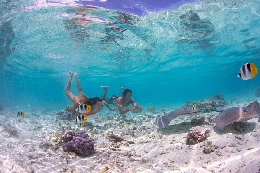 Two people snorkeling underwater with marine life, including fish and a stingray. 5
